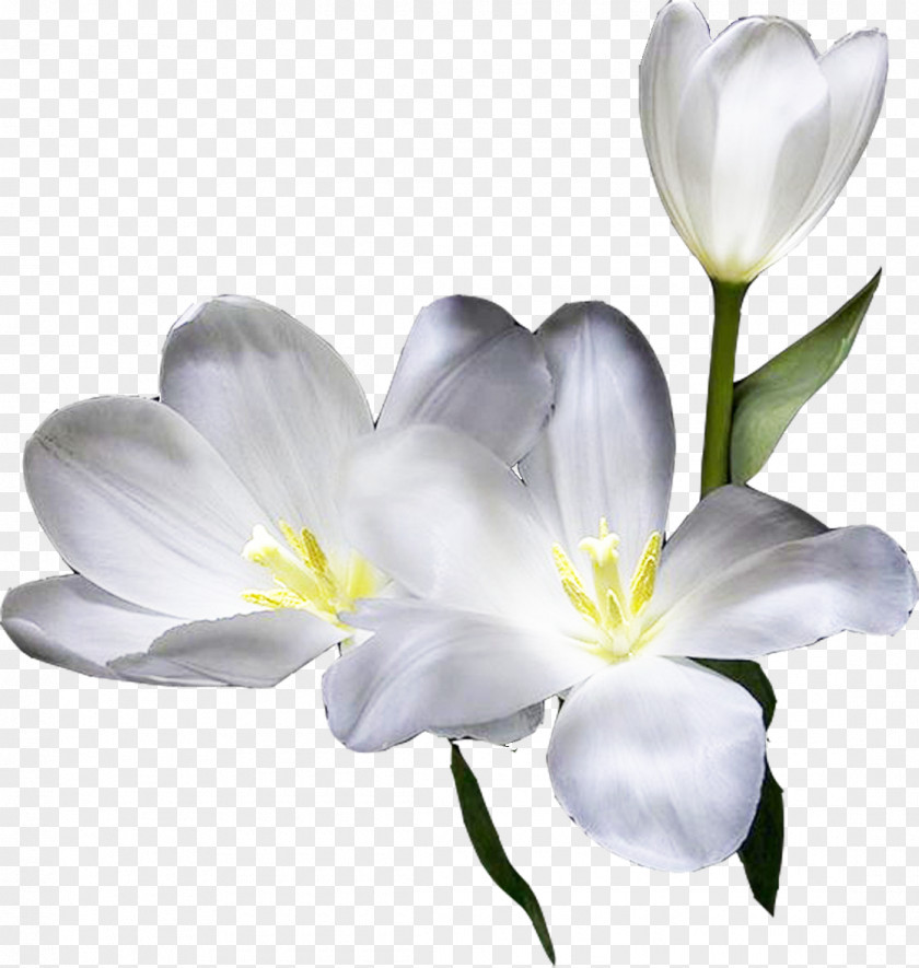 Lilly Cut Flowers Plant Stem Petal PNG