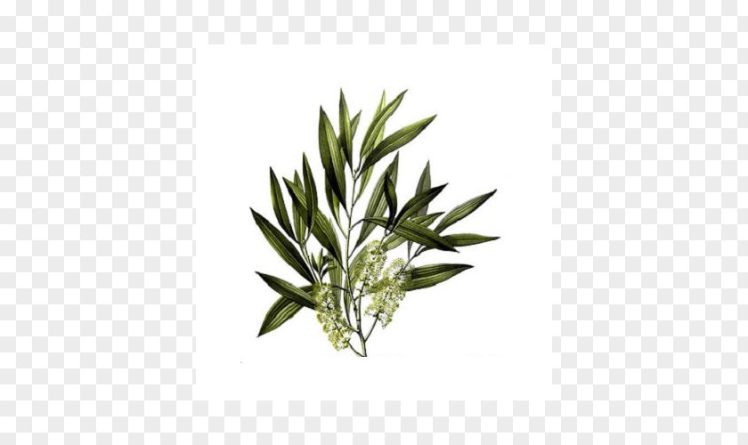 Tea Tree Oil Narrow-leaved Paperbark Camellia Sinensis Essential PNG