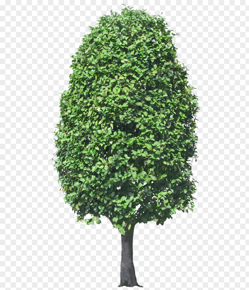 Tree Mediterranean Cypress Clip Art Image PNG