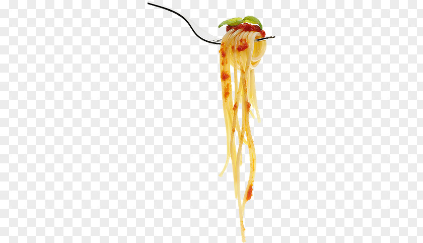 Fork Pasta Spaghetti Photography PNG