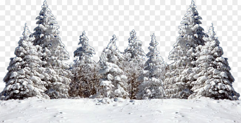 Snow Tree Fir Spruce PNG