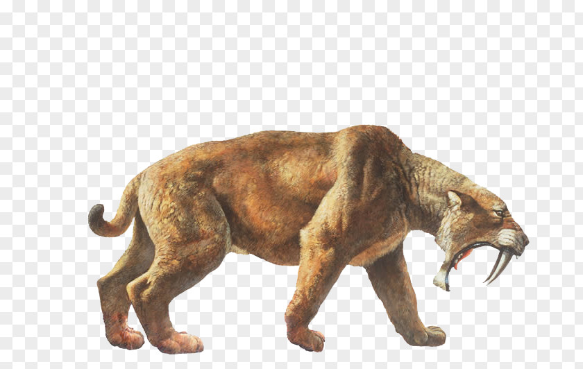 Tiger La Brea Tar Pits Felidae Saber-toothed Cat PNG