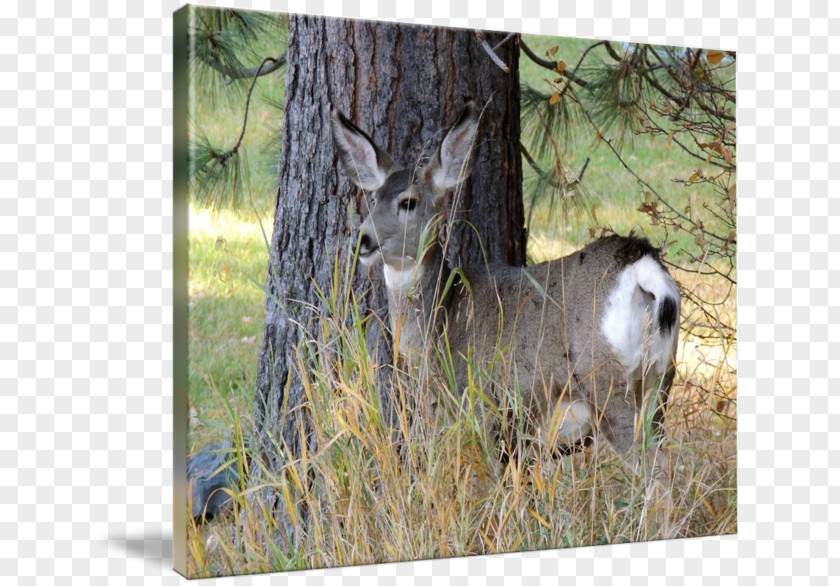 Deer White-tailed Gallery Wrap Canvas Animal PNG