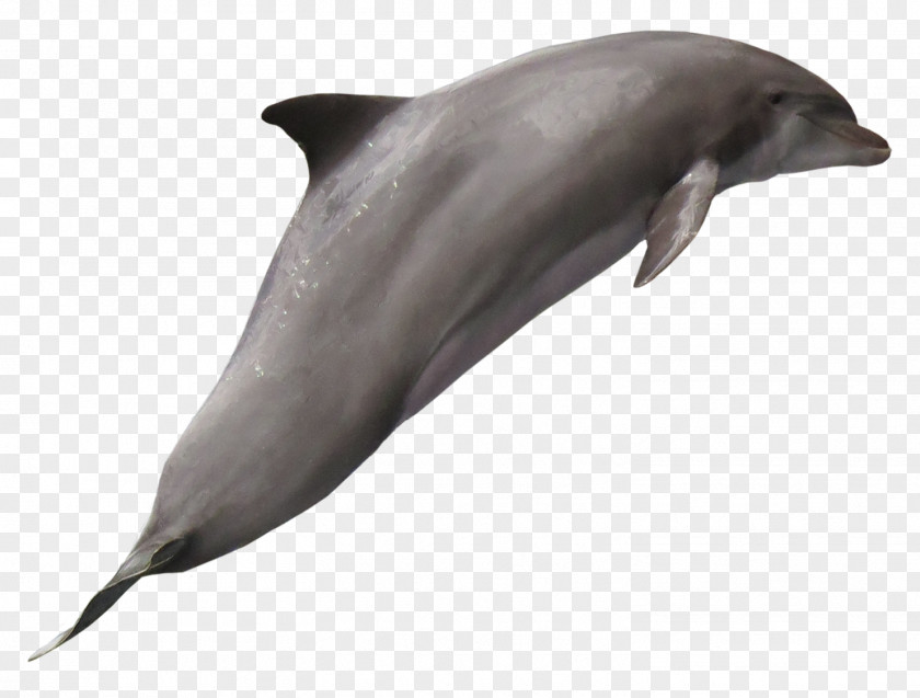 Dolphin Tucuxi Common Bottlenose Wholphin White-beaked PNG
