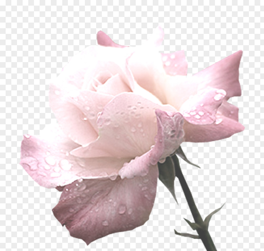 Flower Garden Roses Cabbage Rose Centerblog Petal PNG