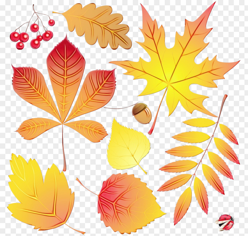 Maple Leaf Black PNG