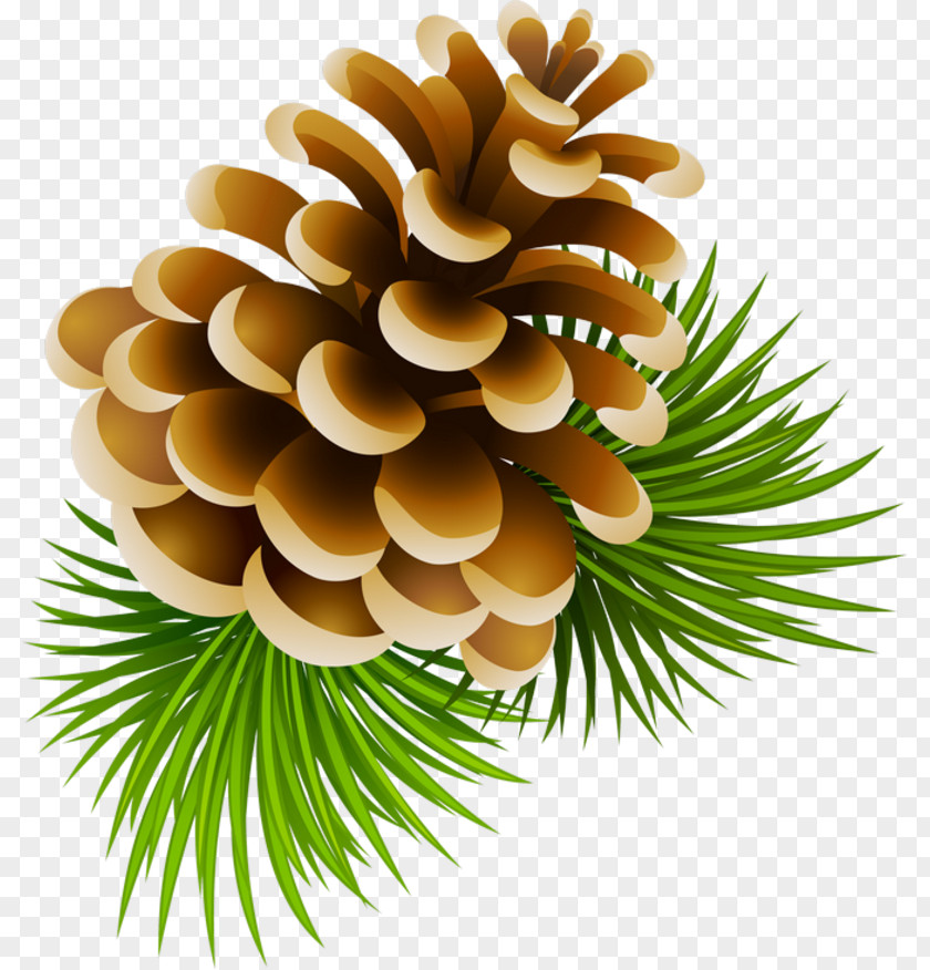 Pine Cone Conifer Stock Photography Royalty-free PNG