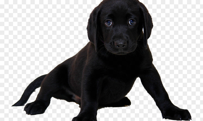 Puppy Labrador Retriever American Pit Bull Terrier PNG