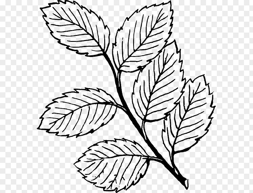 Tree Drawing Outline Leaf Line Art Clip PNG