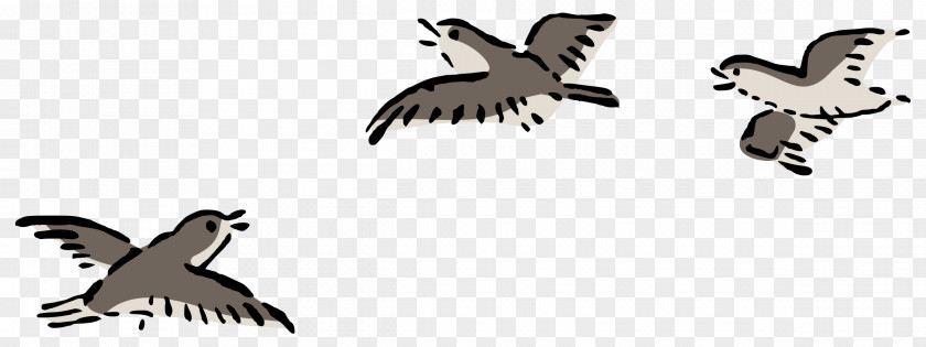 Bird Flight Columbidae Domestic Pigeon Clip Art PNG