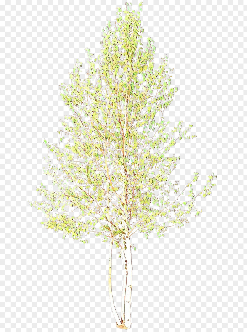 Plant Stem American Larch Birch Tree PNG