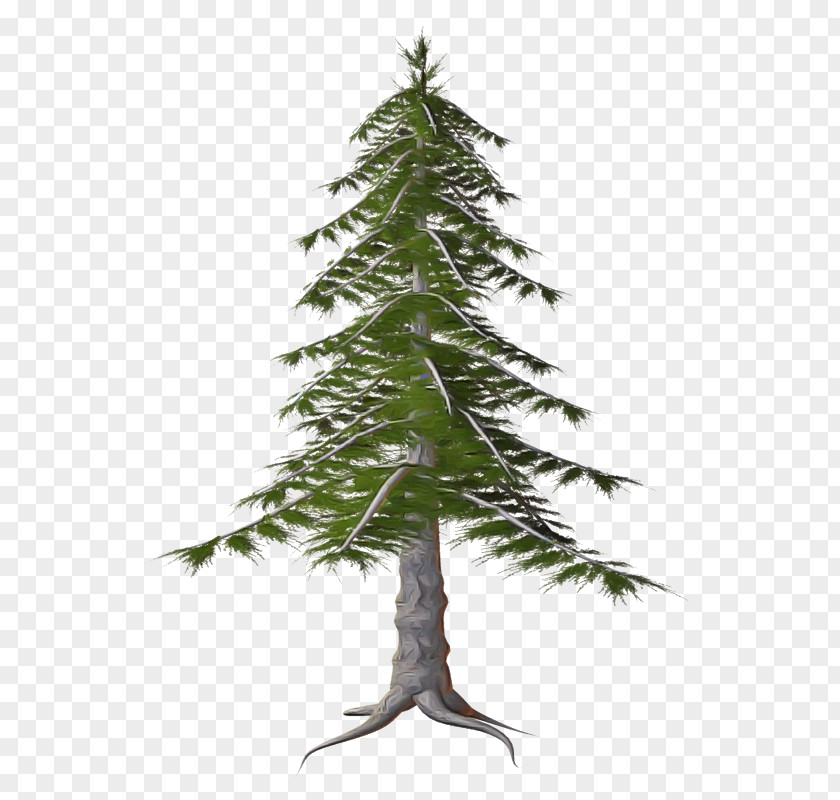 Tree Shortleaf Black Spruce Oregon Pine Plant White PNG