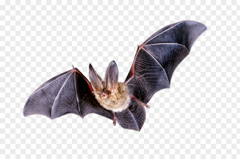 Bat Flight Clip Art PNG