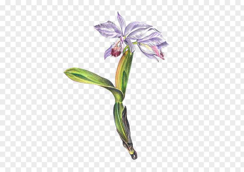 Botanical Illustrations Jersey Lily Cut Flowers Cattleya Orchids Plant Stem Belladonna PNG