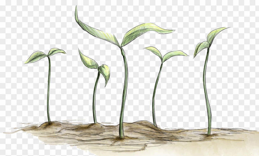 Flower Grasses Plant Stem Flowerpot PNG