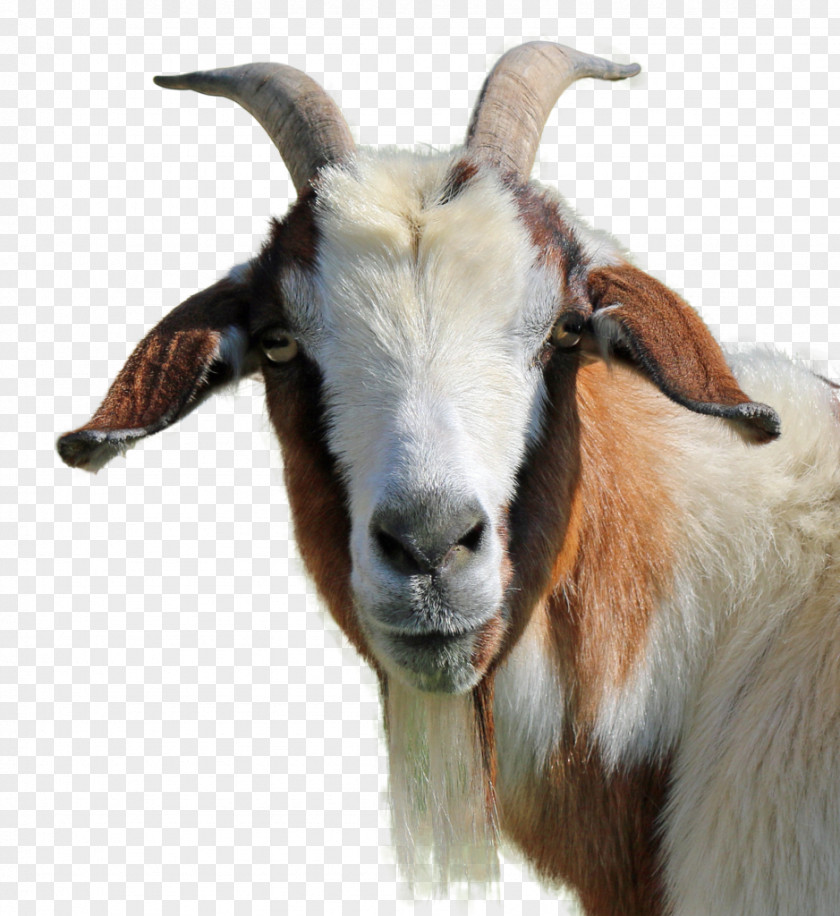 Goat Feral Livestock PNG