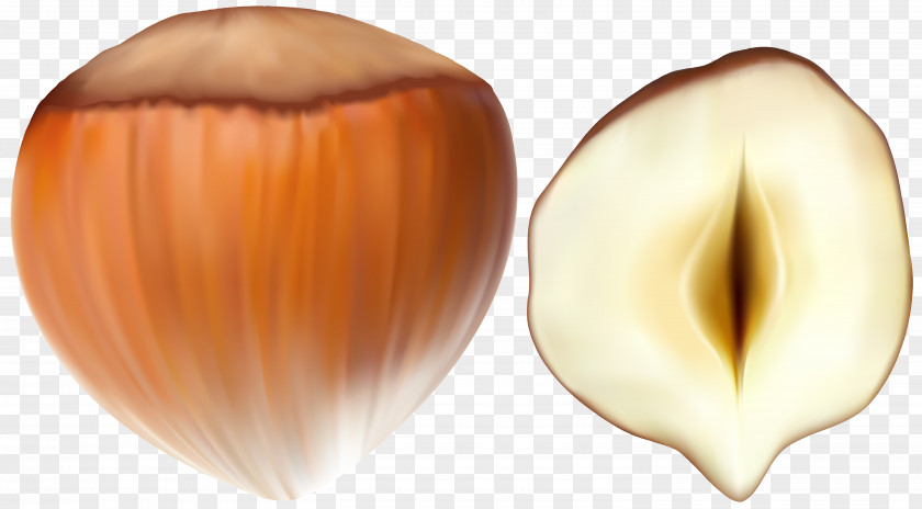 Hazelnut Transparent Clip Art PNG