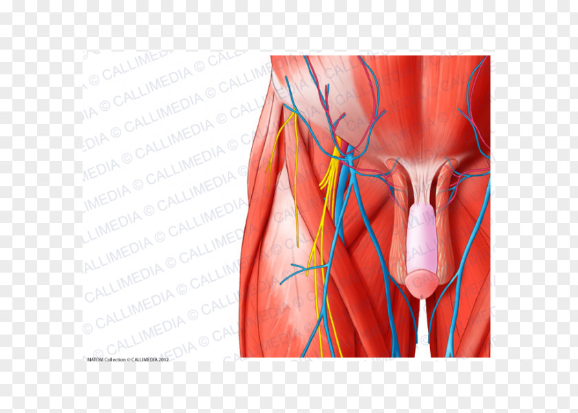 Hip Cremaster Muscle Muscular System Anatomy PNG