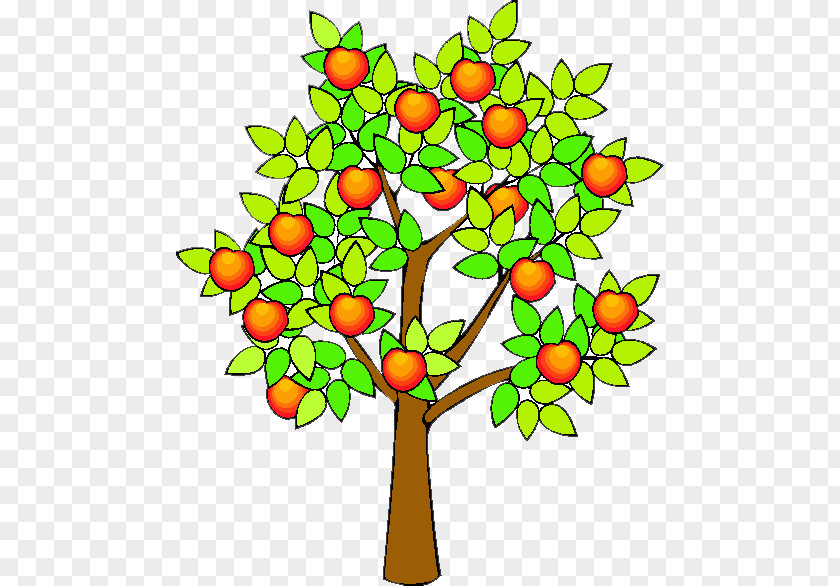 Orange Fruit Tree Drawing Apple Clip Art PNG