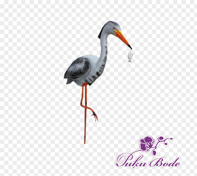 Stork Crane Bird Beak PNG