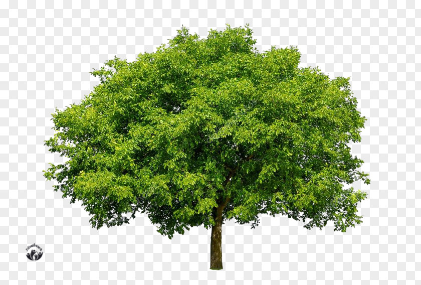 Tree Green On Limited Deciduous Stock Photography Industry PNG