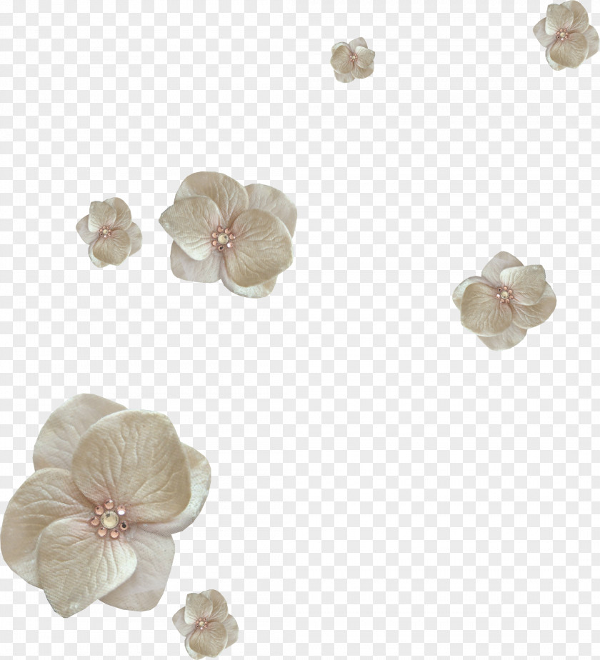 5 Flower Petal Clip Art PNG