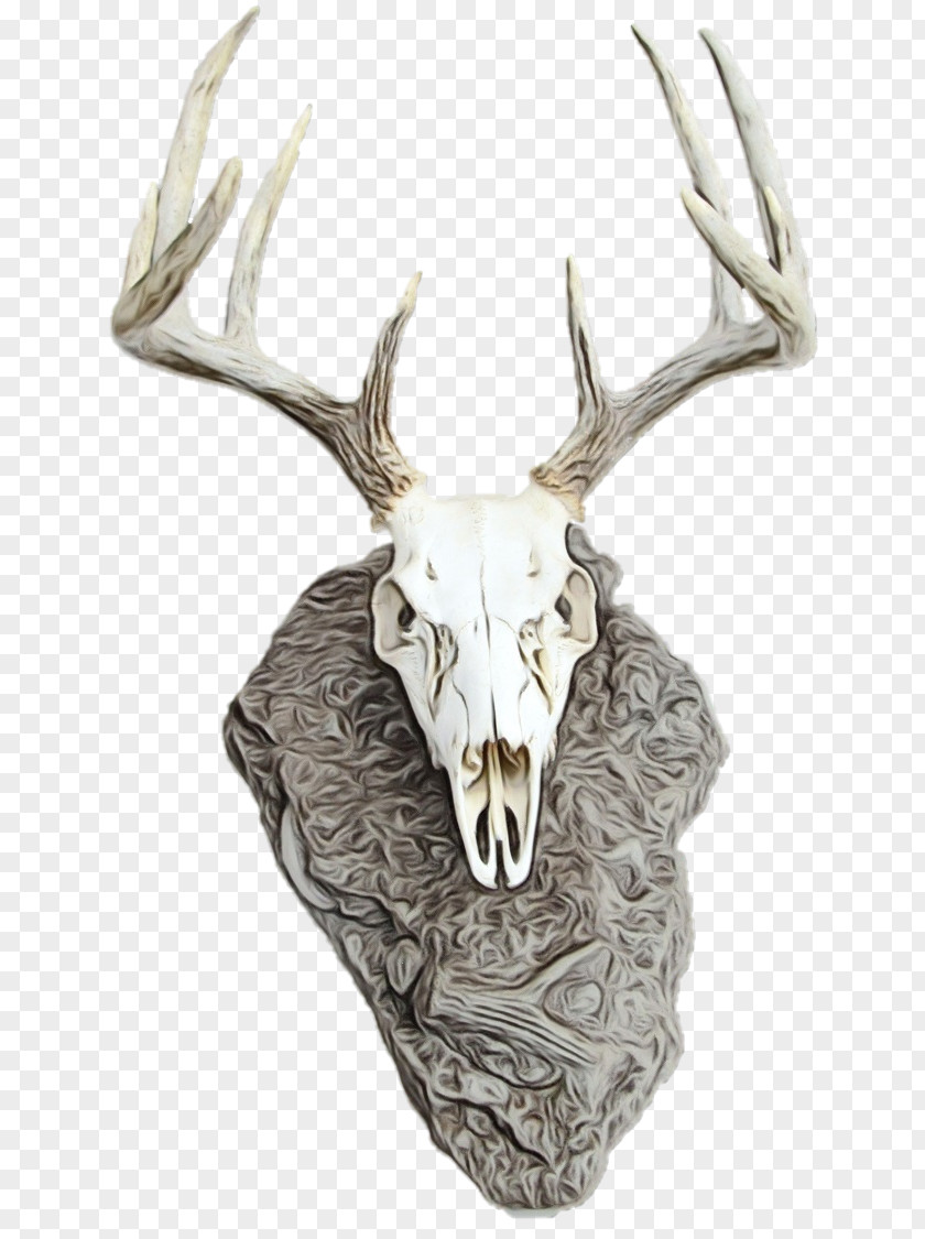 Bone Whitetailed Deer Reindeer PNG