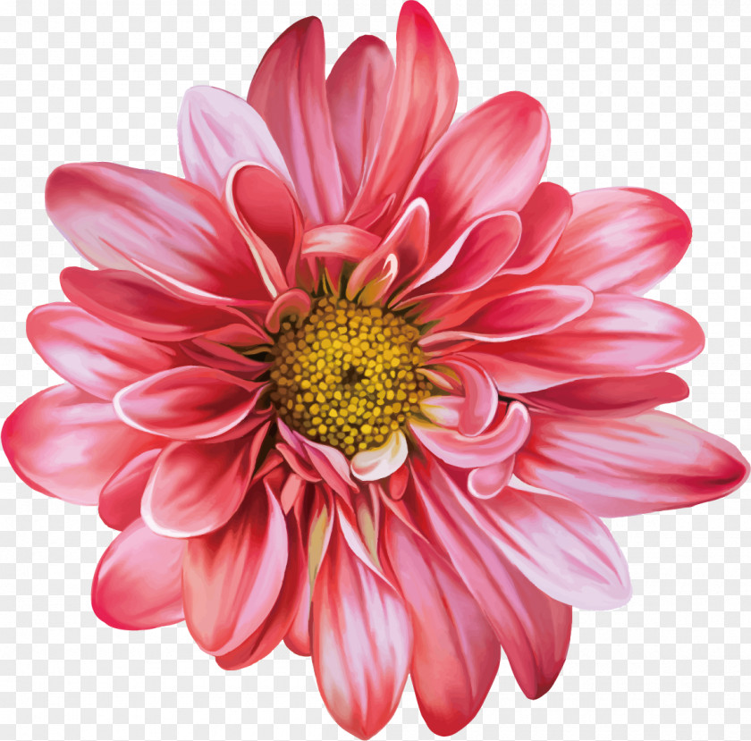 Chrysanthemum Flower Drawing Realism PNG