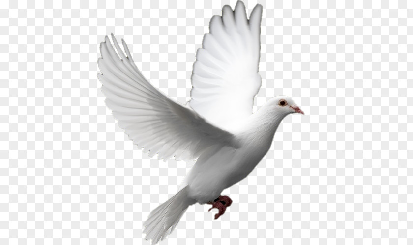 Columbidae Doves As Symbols Release Dove Peace Clip Art PNG
