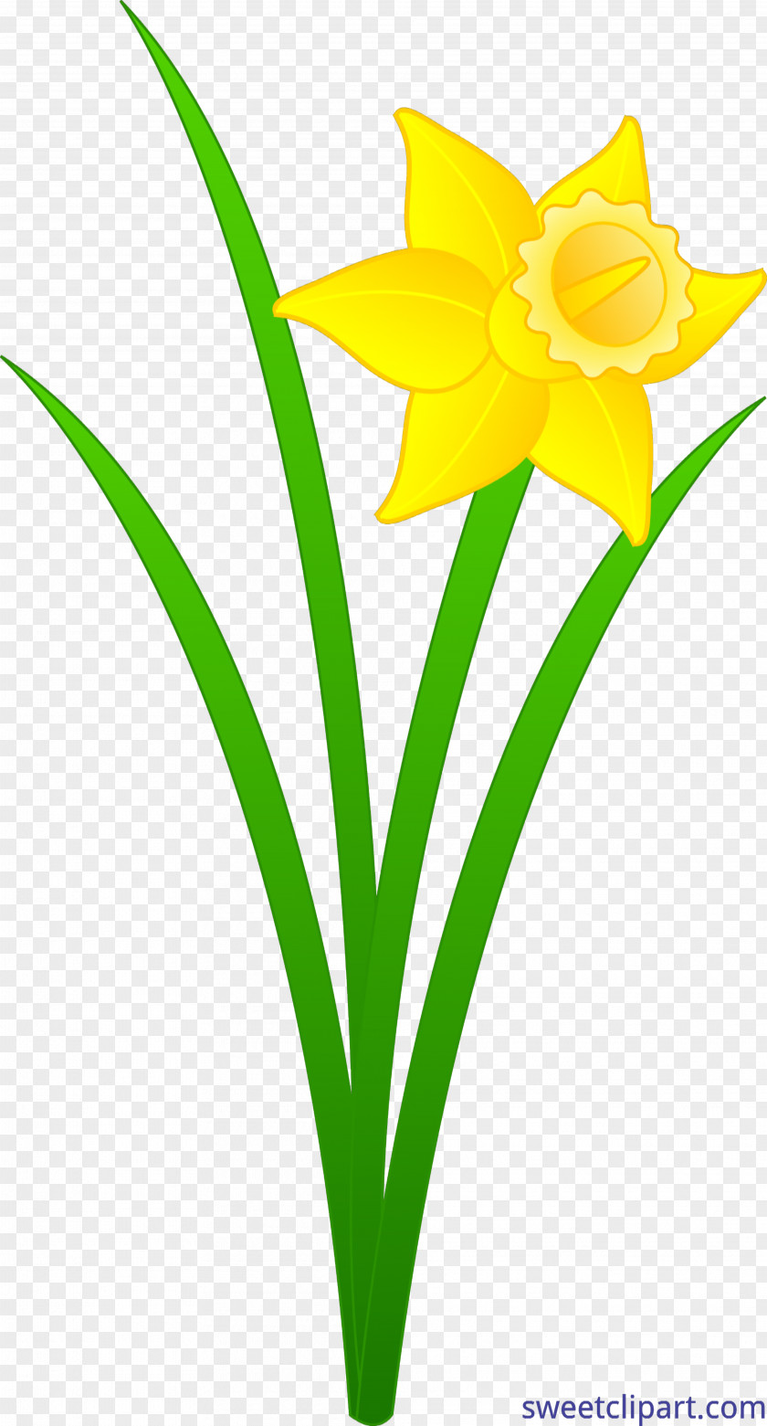 Flower Nantwich Museum Clip Art Drawing Image PNG