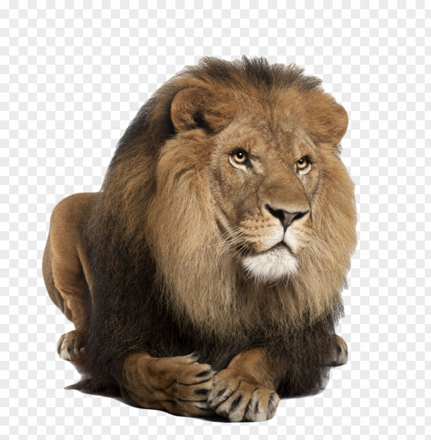 Get Down Front Lionhead Lion Tiger Felidae Clip Art PNG