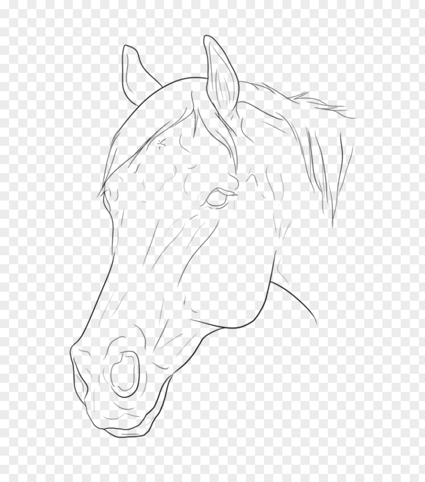 Halter Mane Pony Bridle Sketch PNG