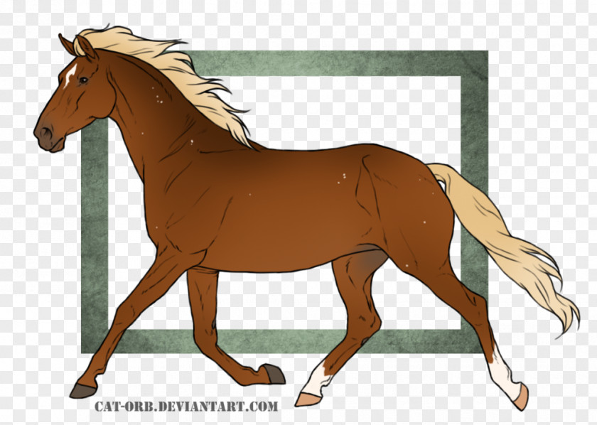 Mustang Foal Mane Rein Stallion Mare PNG