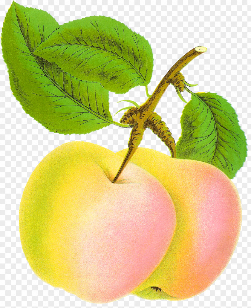 Natural Foods Flower Apple Tree Drawing PNG