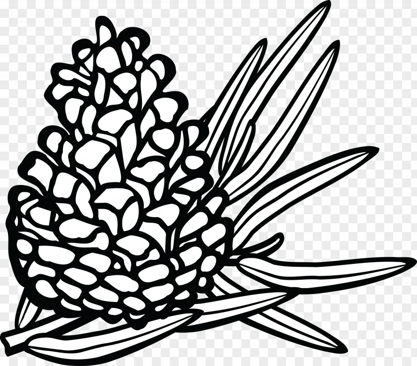 Pine Cone Conifer PNG