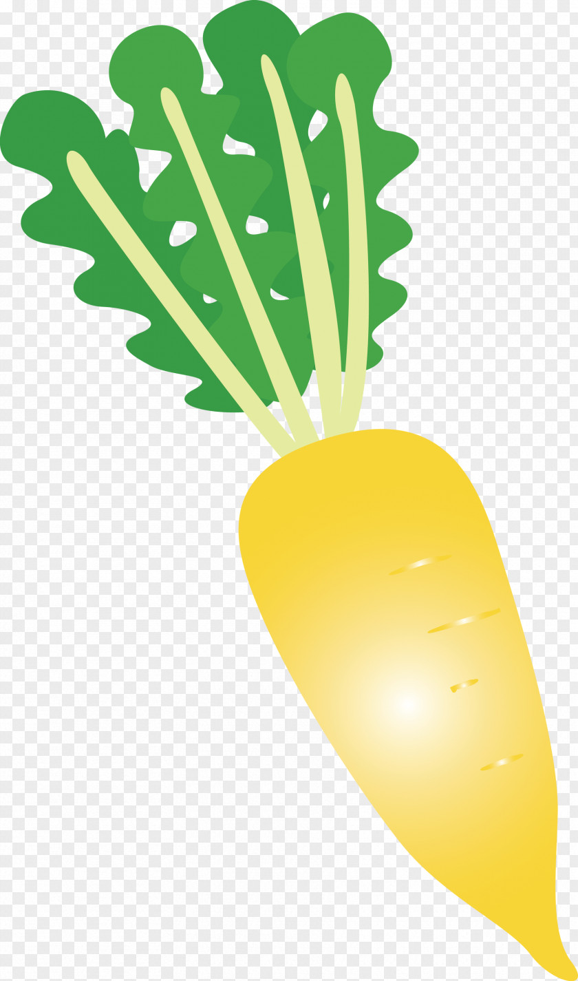 Radish PNG