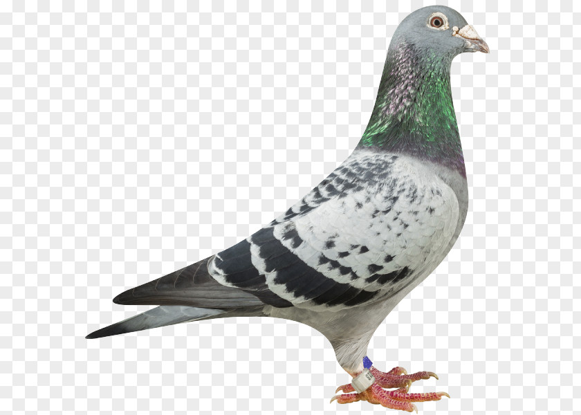 311 Day Live In New Orleans Homing Pigeon Rock Dove Columbidae Keeping Mail PNG
