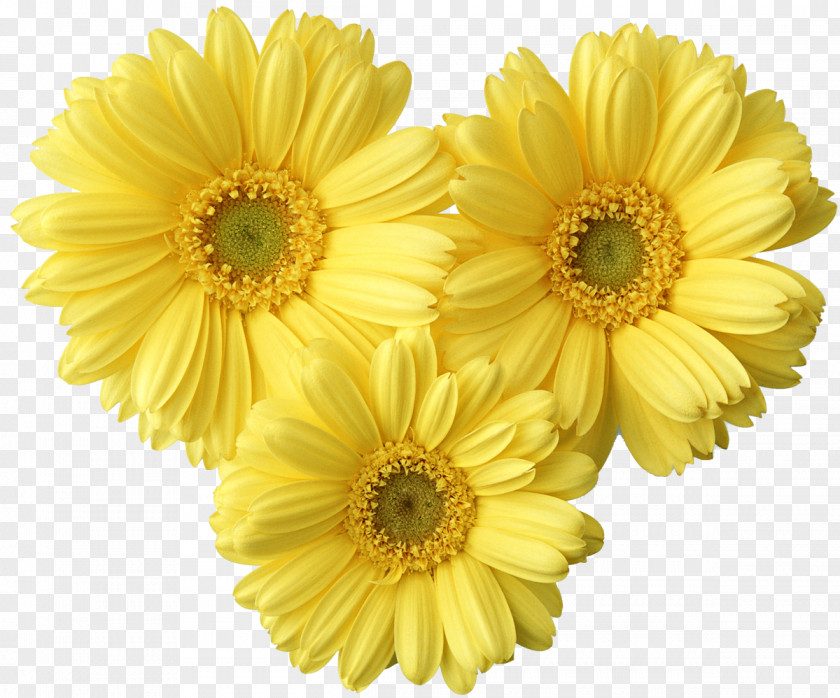Chrysanthemum Border Flowers Yellow Clip Art PNG