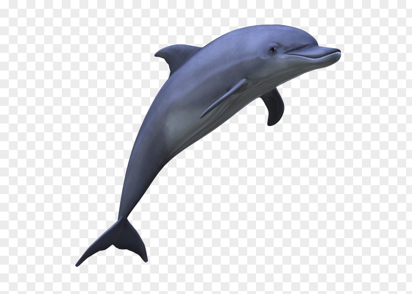 Dolphin Image Clip Art PNG