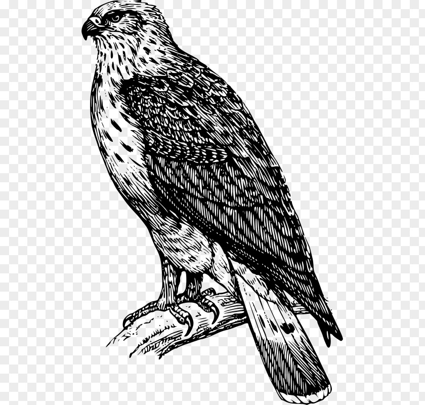 Falcon Vector Bird Buzzard Drawing Clip Art PNG