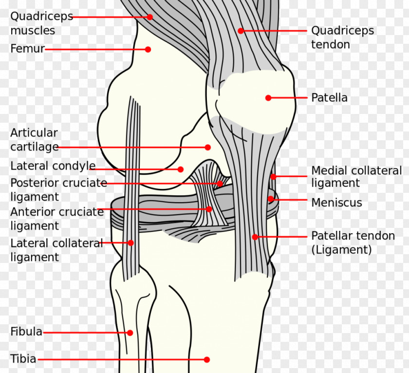 Knee Anterior Cruciate Ligament Medial Collateral Anatomy Diagram PNG