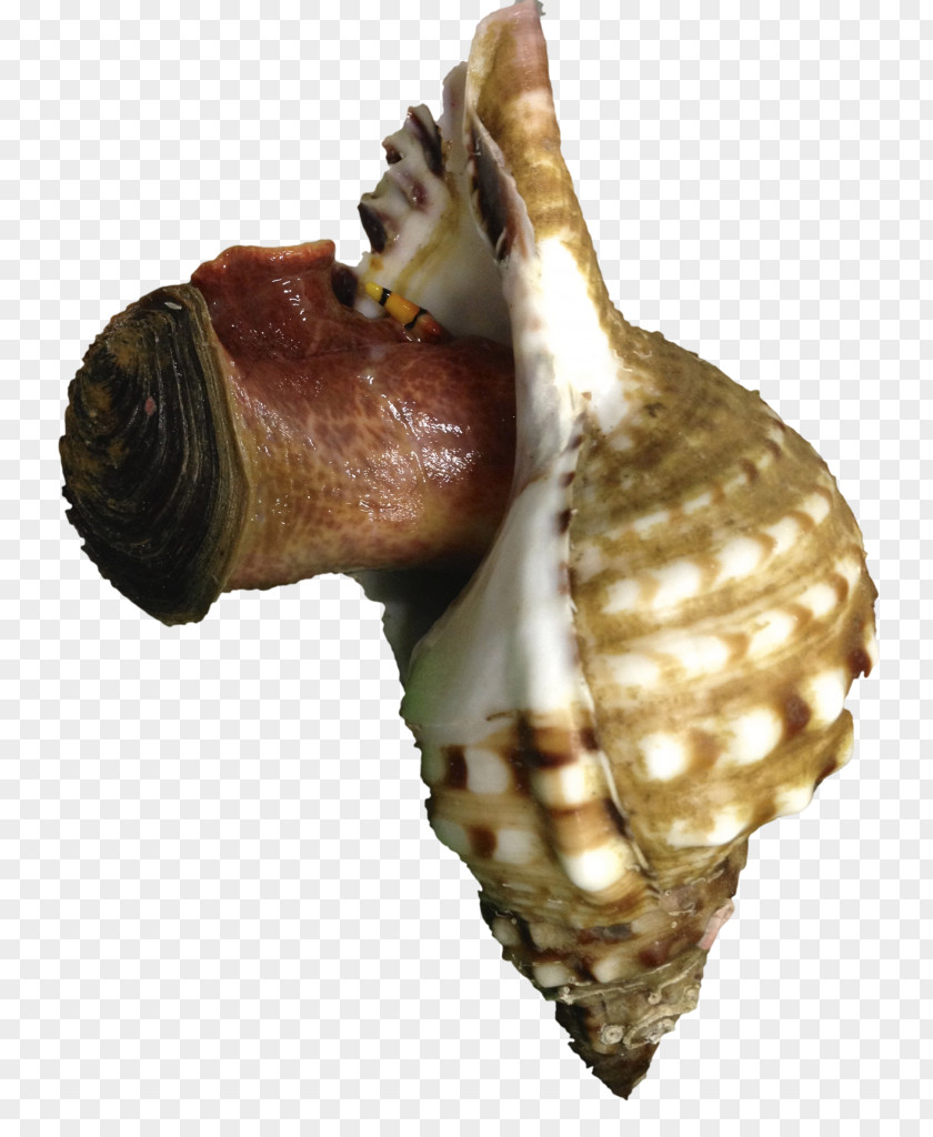 Mar Sea Snail Seashell Invertebrate Cockle PNG