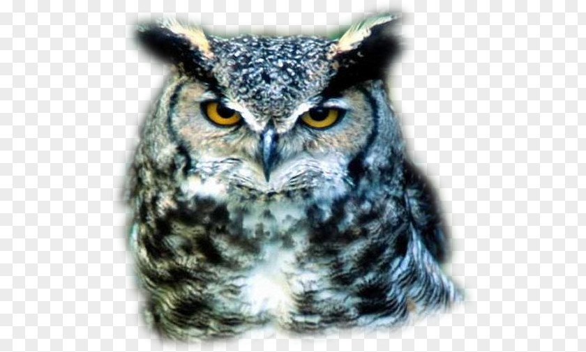 Owl Great Grey Bird PNG