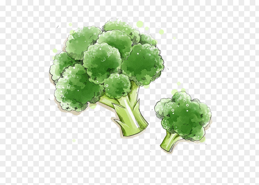 Painted Broccoli Vegetable Food Illustration PNG