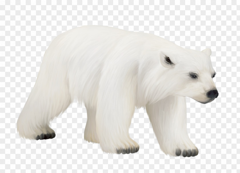 Polar Bear American Black Clip Art PNG
