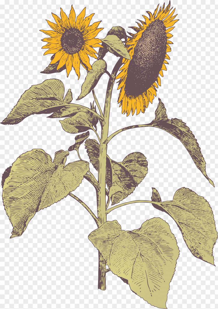 Sunflowers Flower Painting No PNG