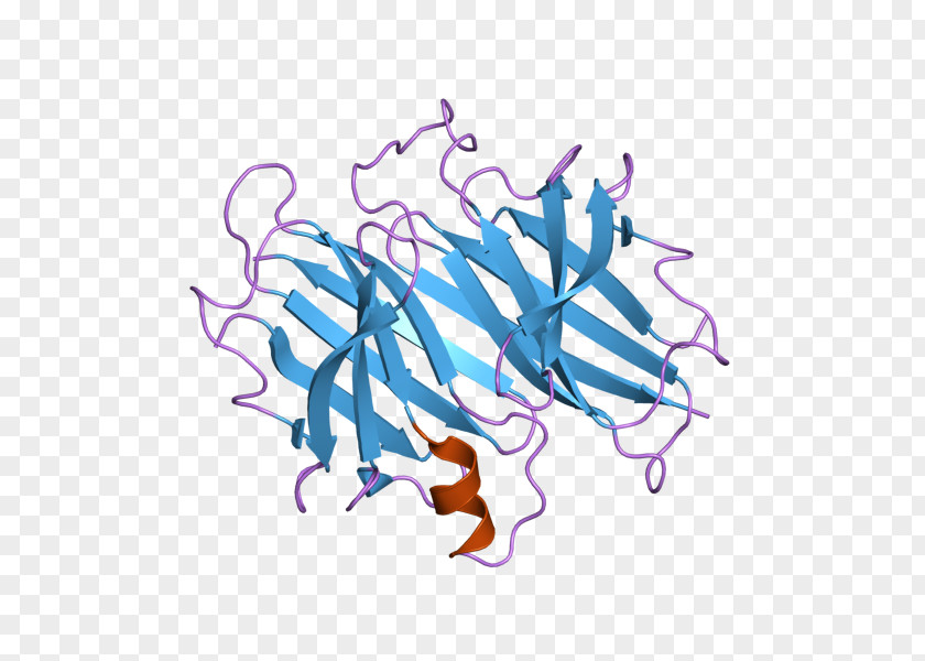 Familial Amyloid Polyneuropathy Transthyretin Fibril Amyloidosis PNG