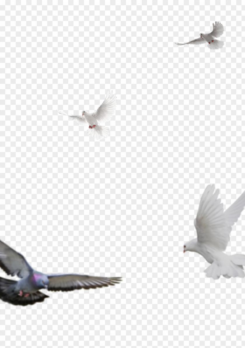 Feather Columbidae Domestic Pigeon Beak Stock PNG