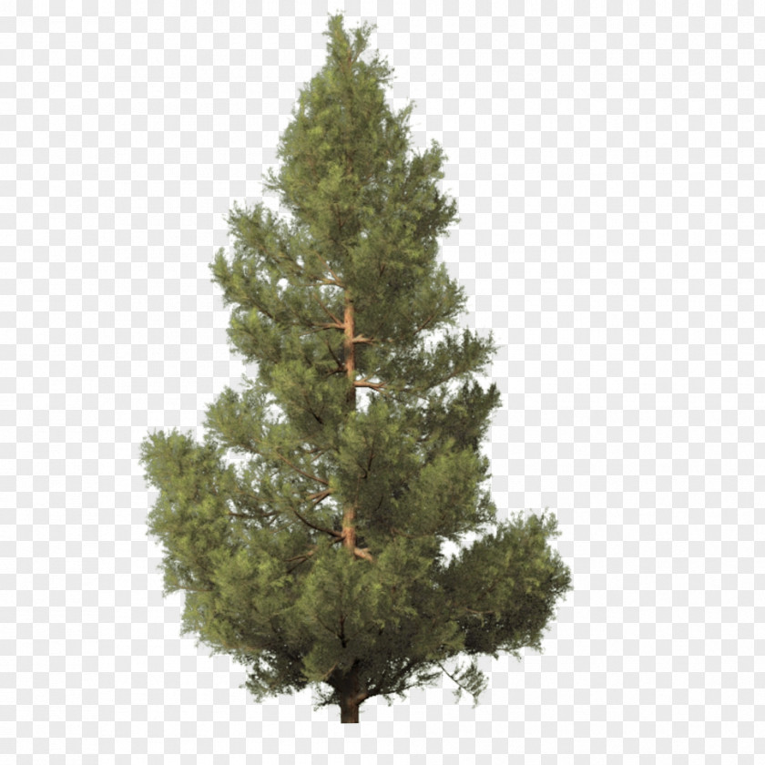 Pine Tree Fraser Fir Artificial Christmas PNG