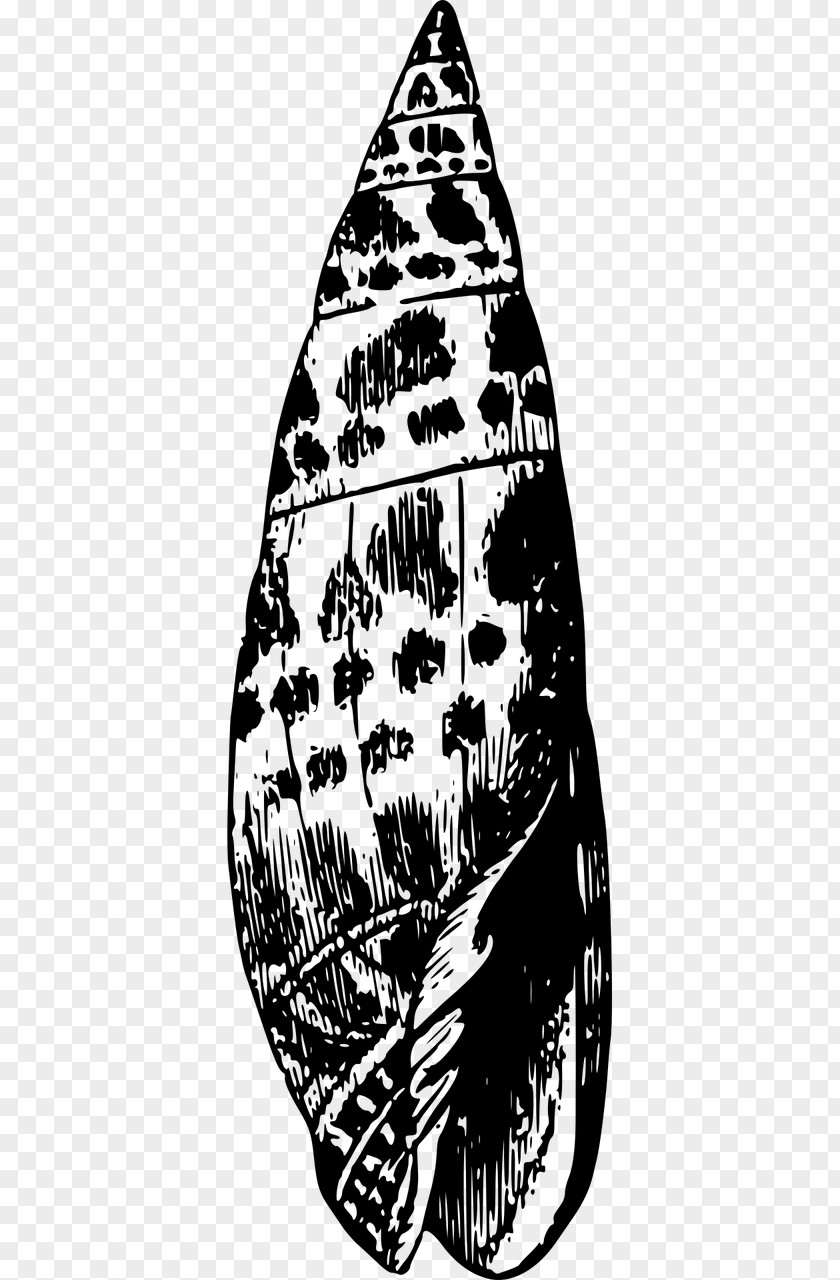 Seashell Nautilidae Mollusc Shell Gastropod PNG